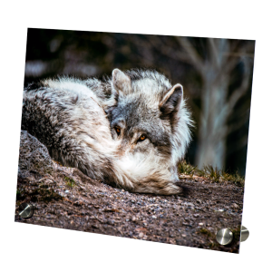Metal Easel Posts on a Metal Print of a wolf curled up on the ground.
