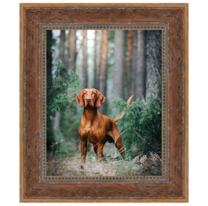 Sample image of a dog standing in the woods in a McKenna CW-3 Frame. Click to enlarge.